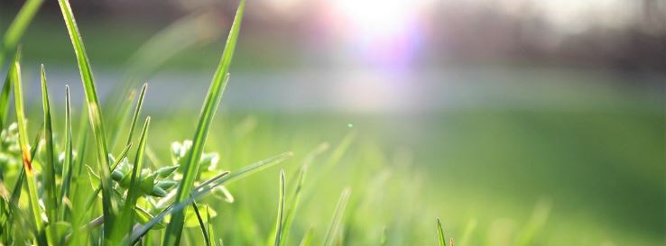 lawn-morning-sun